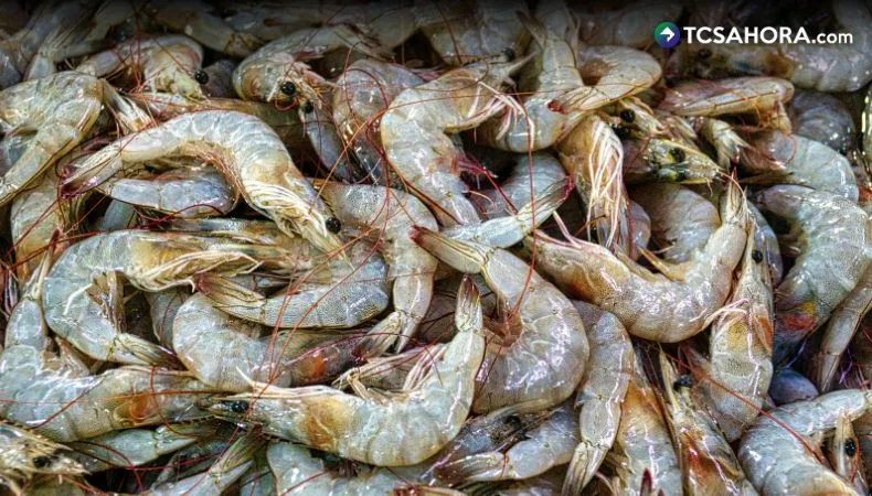 Sản xuất tôm tại El Salvador