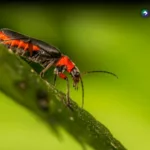 ¿Por qué ha disminuido la población de luciérnagas?