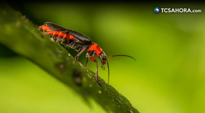 Hace algunos años era común observar luciérnagas. Pero en la actualidad, encontrarlas se ha vuelto cada vez más difícil.