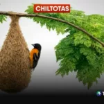 Los nidos de chiltotas ¿anticipan comportamiento del invierno?