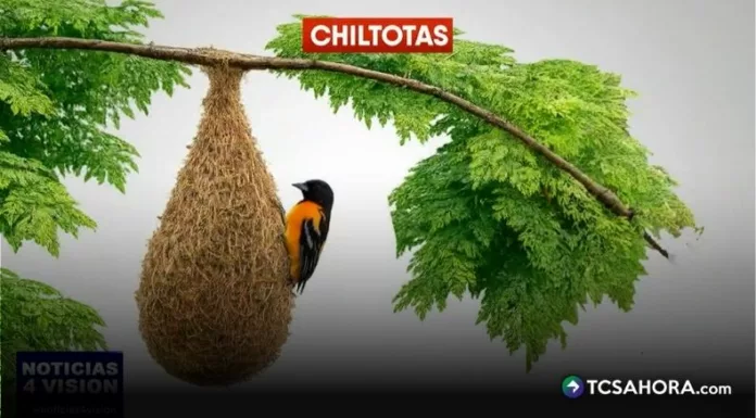 La altura a la que las chiltotas construyen sus nidos estaría vinculada con las condiciones climáticas que se avecinan.