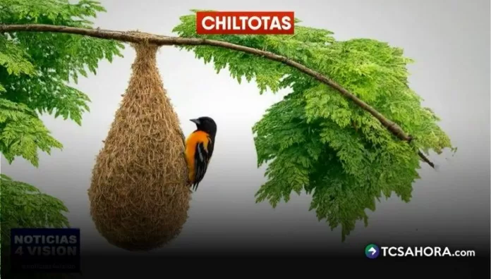 La altura a la que las chiltotas construyen sus nidos estaría vinculada con las condiciones climáticas que se avecinan.