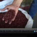 MAG recomienda iniciar siembra de granos básicos en abril