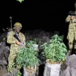 Fuerza Armada ubica plantación de cannabis en Izalco