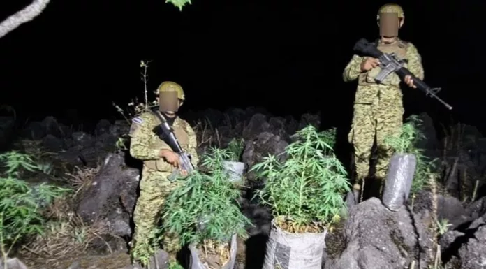 Más de cien plantas de cannabis fueron ubicadas por militares en el distrito de Izalco en Sonsonate Este, informó el ministro Merino Monroy.