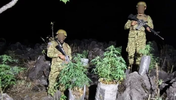 Más de cien plantas de cannabis fueron ubicadas por militares en el distrito de Izalco en Sonsonate Este, informó el ministro Merino Monroy.