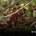 Disminuyen áreas de cultivo de café de altura en El Salvador
