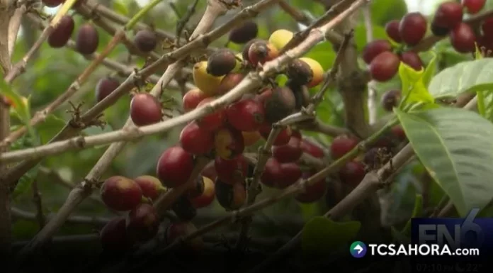 Pese a la reducción en las áreas de cultivo, el café de estricta altura sigue siendo clave para la economía del país.
