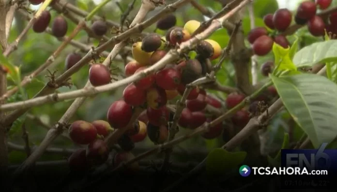 Pese a la reducción en las áreas de cultivo, el café de estricta altura sigue siendo clave para la economía del país.