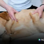 Parásitos en mascotas: síntomas que no debes ignorar