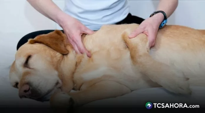 Según veterinarios, existen diferentes tipos de parásitos que pueden afectar a las mascotas por lo que se debe prevenir de inmediato.