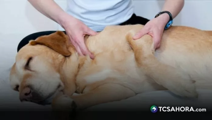Según veterinarios, existen diferentes tipos de parásitos que pueden afectar a las mascotas por lo que se debe prevenir de inmediato.