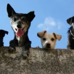 ¡Alerta! Enfermedades caninas pueden pasar desapercibidas