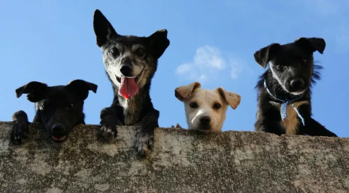 ¿Sabías que algunas enfermedades caninas pueden avanzar sin mostrar síntomas? Lo que parece una molestia leve podría convertirse en un problema grave.