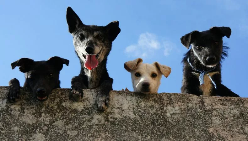 ¡Alerta! Enfermedades caninas pueden pasar desapercibidas