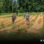 Agricultores comienzan a sembrar, antes que llegue la canícula