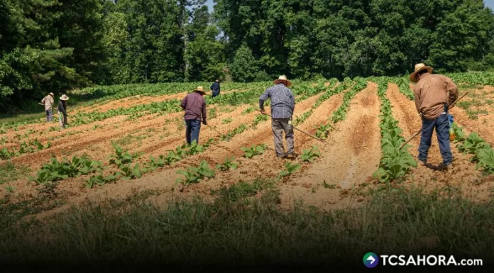 Líderes agricultores exhortan a sembrar en estos días, para que El Salvador no se vea afectado por la canícula prevista para julio.