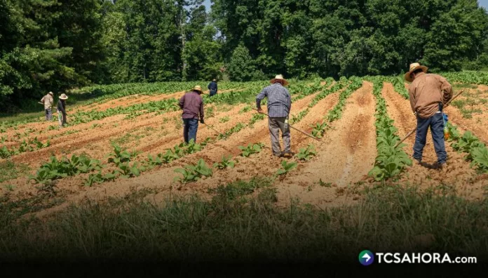 Líderes agricultores exhortan a sembrar en estos días, para que El Salvador no se vea afectado por la canícula prevista para julio.