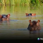 Millonario indio ofrece rescatar 80 hipopótamos que recibirán la eutanasia en Colombia