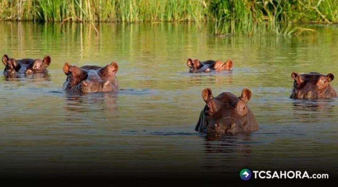 Un multimillonario ofreció rescatar 80 hipopótamos que pertenecían a Pablo Escobar que serán destinados a la eutanasia en Colombia.
