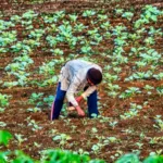 Agricultores se preparan para la llegada de la época lluviosa