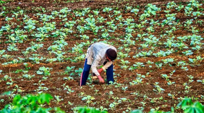 La época lluviosa está próxima a iniciar, por lo que agricultores salvadoreños han comenzado a preparar sus tierras.