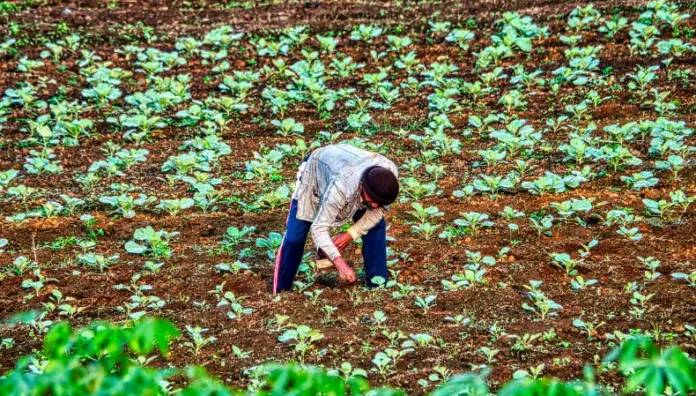 La época lluviosa está próxima a iniciar, por lo que agricultores salvadoreños han comenzado a preparar sus tierras.