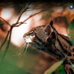Cierre temporal del Punto Trifinio por reproducción de especies