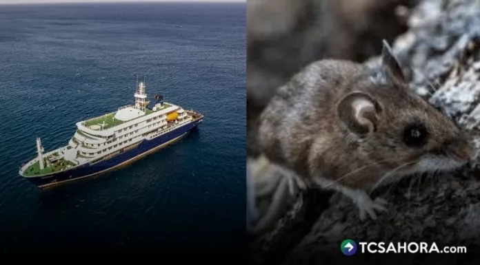 Un brote de hantavirus en un crucero dejó a tres personas fallecidas y otras tres se encuentran enfermas.