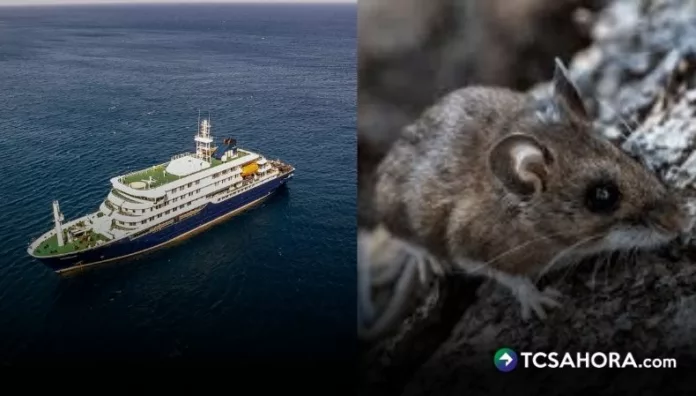 Un brote de hantavirus en un crucero dejó a tres personas fallecidas y otras tres se encuentran enfermas.