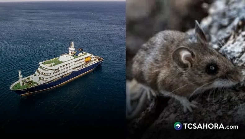 Brote de hantavirus en crucero deja tres fallecidos