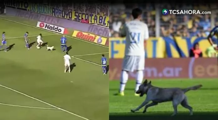 Un perro entró al campo durante el encuentro entre Rosario Central y Tigre, corrió con el balón y nadie lograba atraparlo.