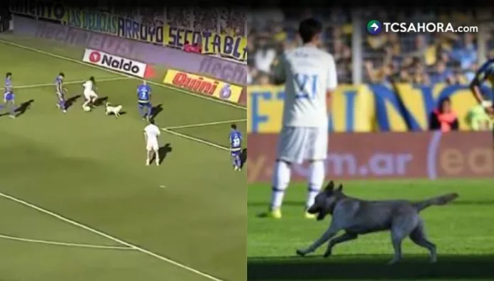 Un perro entró al campo durante el encuentro entre Rosario Central y Tigre, corrió con el balón y nadie lograba atraparlo.