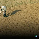 Prevén que no se logrará cubrir la producción agrícola nacional