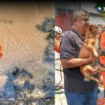 Un perro fue rescatado tras caer en una quebrada en San Salvador
