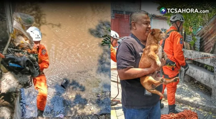 Un perro fue rescatado tras caer en una quebrada en San Salvador
