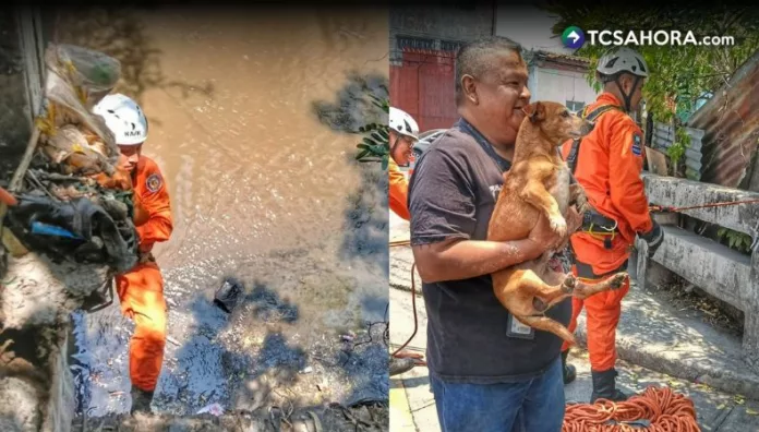 Un perro fue rescatado tras caer en una quebrada en San Salvador