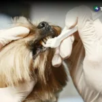 Problemas dentales en perros, ¿cómo prevenirlos?
