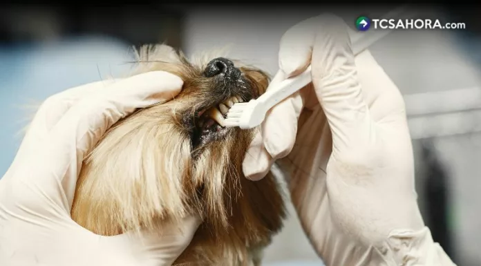 Problemas dentales en perros, ¿cómo prevenirlos?