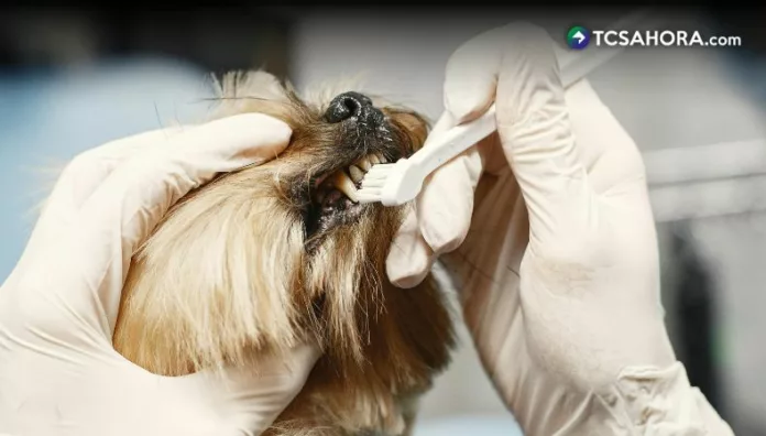 Problemas dentales en perros, ¿cómo prevenirlos?