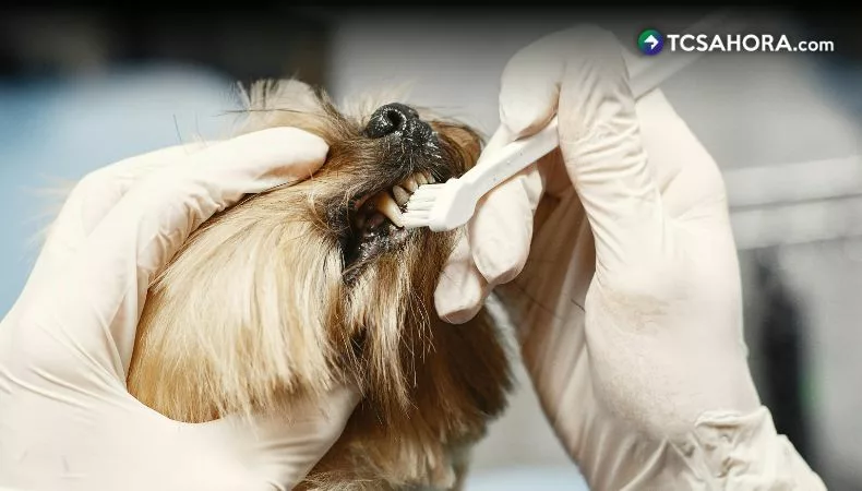 Problemas dentales en perros, ¿cómo prevenirlos?
