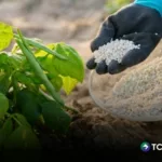 Guerra en Medio Oriente eleva precio de fertilizantes
