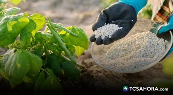 Agricultores aseguran que el alza de fertilizantes impacta directamente en los costos de producción y complica el inicio de las siembras.