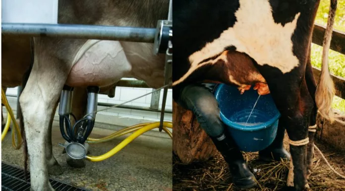 Tanto el ordeño manual como el mecánico requieren de atención para garantizar la calidad de la leche y el bienestar de las vacas.