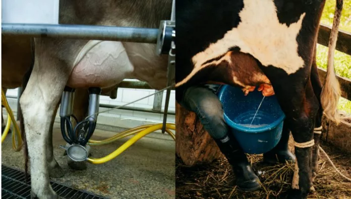 Tanto el ordeño manual como el mecánico requieren de atención para garantizar la calidad de la leche y el bienestar de las vacas.
