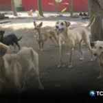 Refugio de Ciudad Arce busca nuevo hogar para perros
