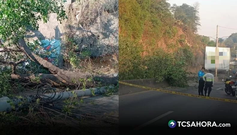 Árboles y postes caídos colapsan tráfico en la Troncal del Norte