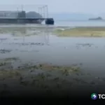 Reportan peces muertos en Joya Grande, Santiago Texacuangos