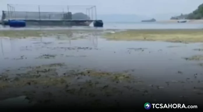 En los últimos días, los pescadores de la zona de Joya Grande, Santiago Texacuangos, reportaron el hallazgo de peces muertos.