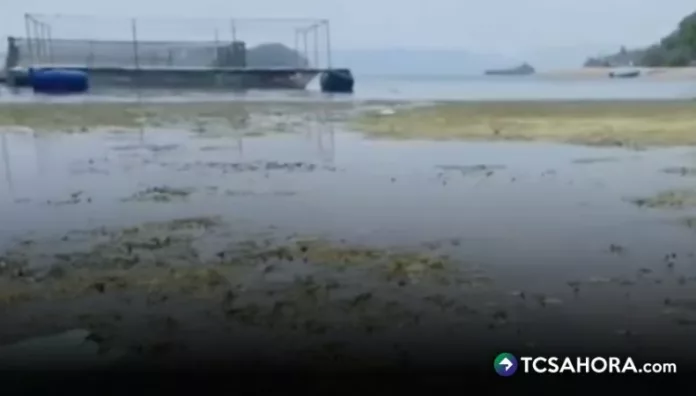 En los últimos días, los pescadores de la zona de Joya Grande, Santiago Texacuangos, reportaron el hallazgo de peces muertos.